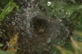 Spiders: Sheet-web Spider - hind view (Agelena labyrinthica)